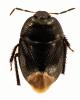 Sehirus luctuosus